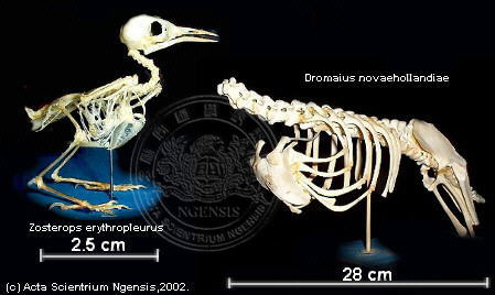 aves.jpg (23112 bytes)